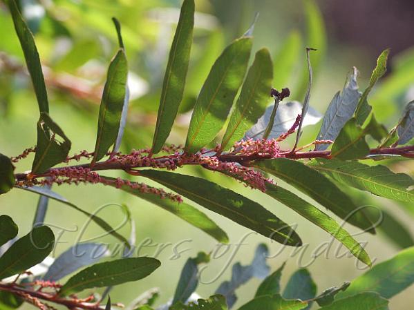 Willow-Leaved Water Croton